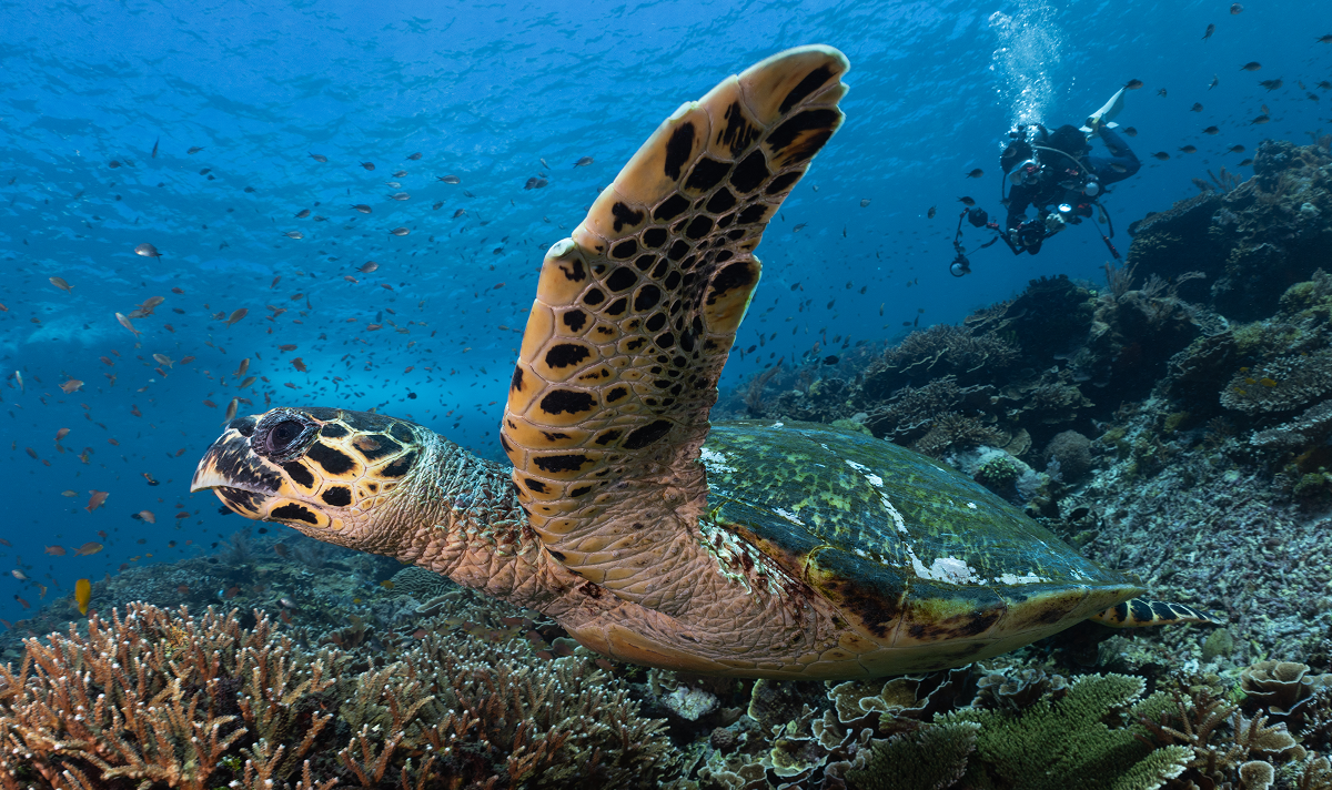 เรือ Liveaboard ของ Divemate Scuba Club