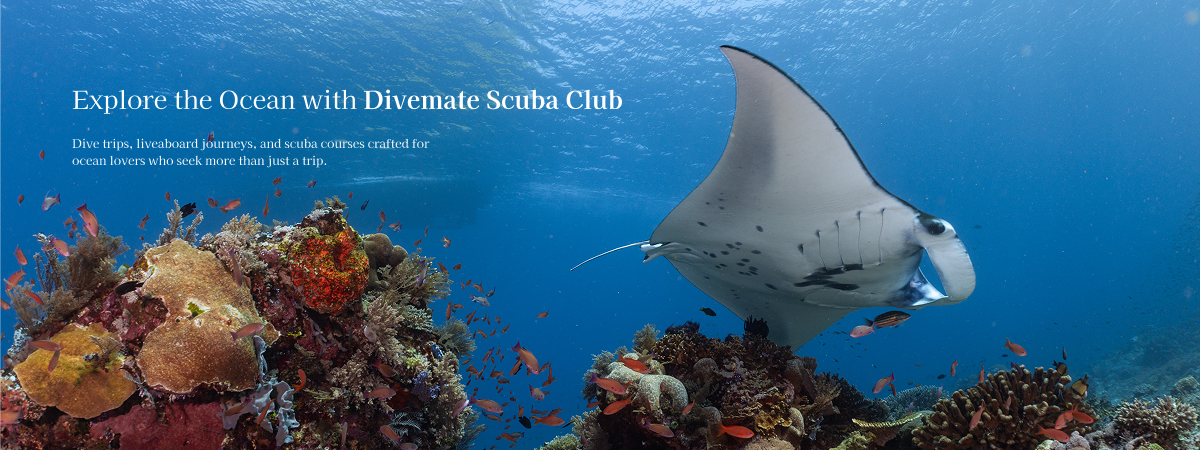 Divemate Scuba Club นักดำน้ำใต้ทะเล