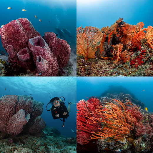 Koh Adang dive site, Lipe