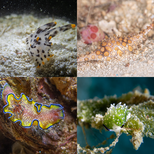 Nudibranch at a Lipe dive site