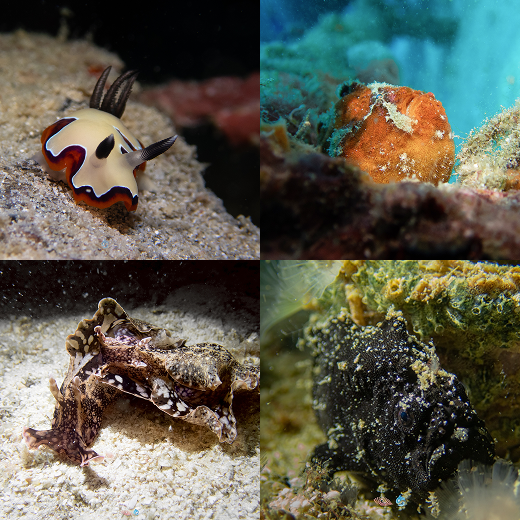 Nudibranch at a Lipe dive site