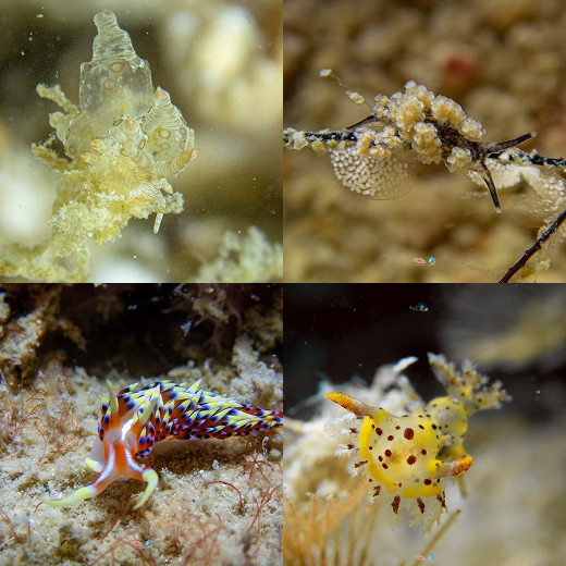 Nudibranch at a Lipe dive site