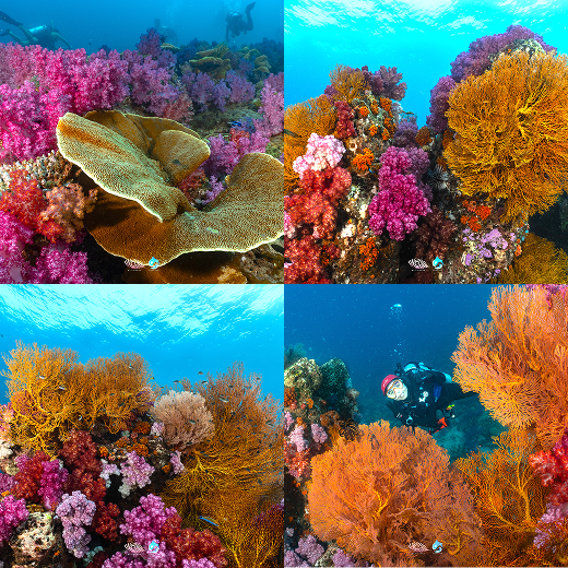 Lipe dive site