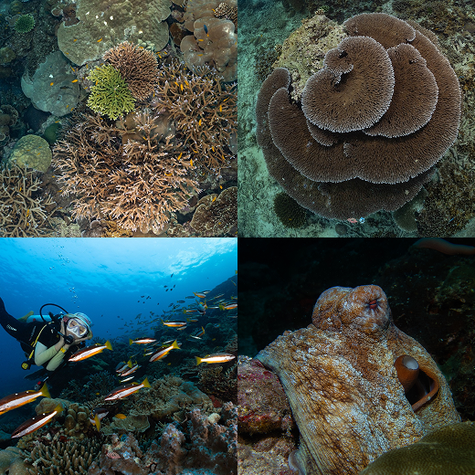Koh Surin dive site, North Andaman