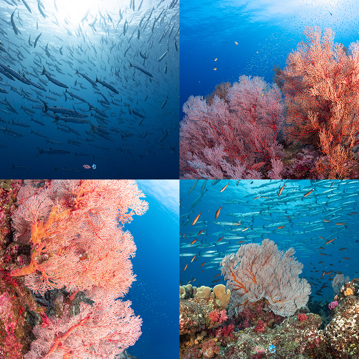 Koh Tachai dive site, North Andaman