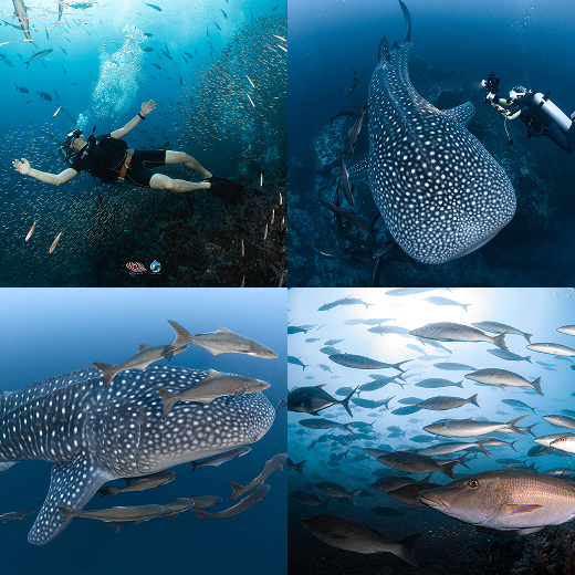 Richelieu Rock dive site, North Andaman