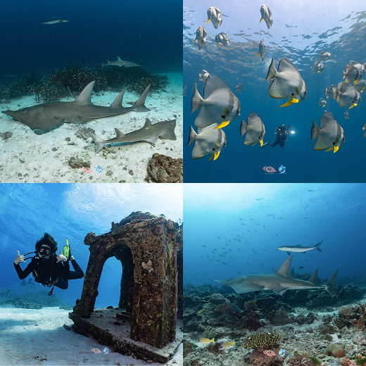 Similan Islands dive site, North Andaman