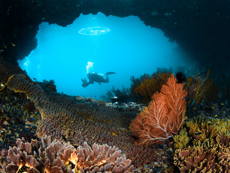 ราชาอัมพัต อินโดนีเซีย จุดหมายดำน้ำต่างประเทศที่ทีม Divemate แนะนำมากที่สุด