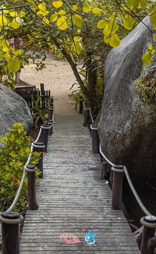 Wooden boardwalk trail leading to the Sail Rock viewpoint hike, Similan Island