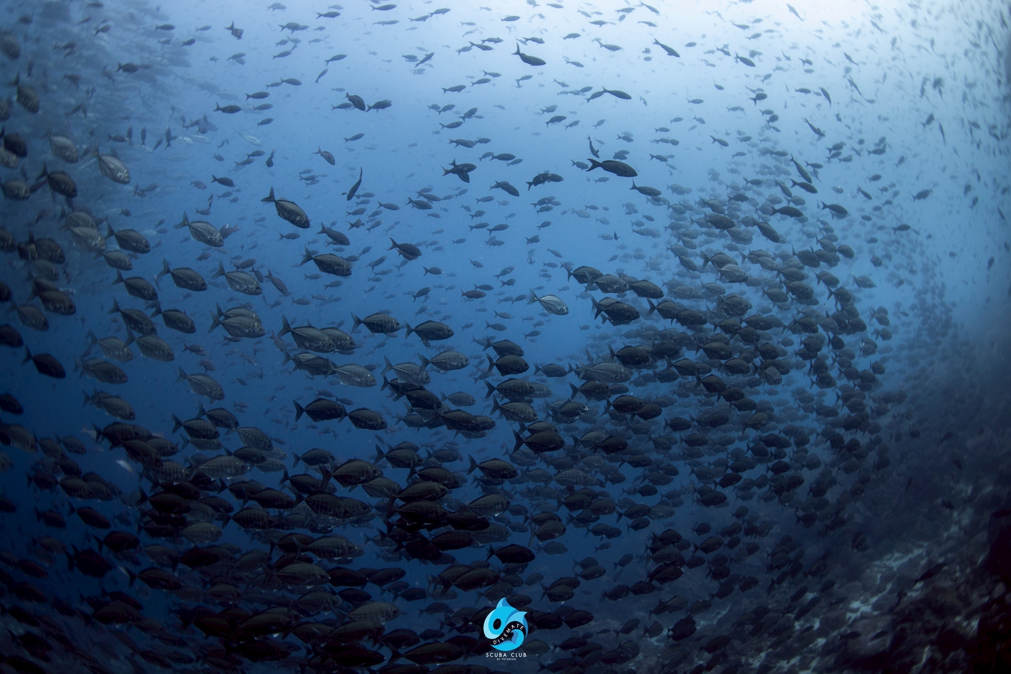 [ภาพตัวอย่าง] ฝูงกระเบนนก Eagle Rays ที่ Wolf Island