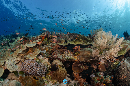 จุดดำน้ำ Check Dive วันแรก Abila Village เกาะ Alor ภาพที่ 2