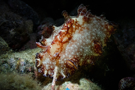 Night Dive คืนแรกของทริป เกาะ Alor ภาพที่ 2
