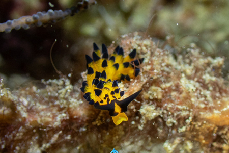 Night Dive คืนแรกของทริป เกาะ Alor ภาพที่ 1