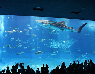 Land Tour Okinawa เที่ยวชม Churaumi Aquarium และสถานที่ท่องเที่ยว ภาพที่ 1