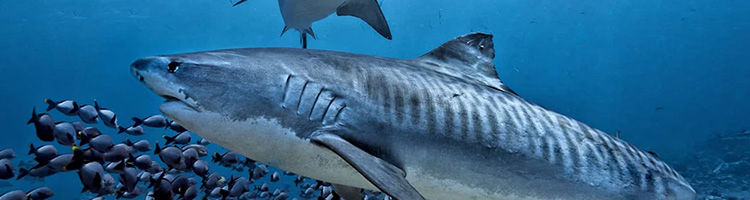 Banner Image - Photorealistic underwater wide-angle shot of a manta ray gliding over a sandy re