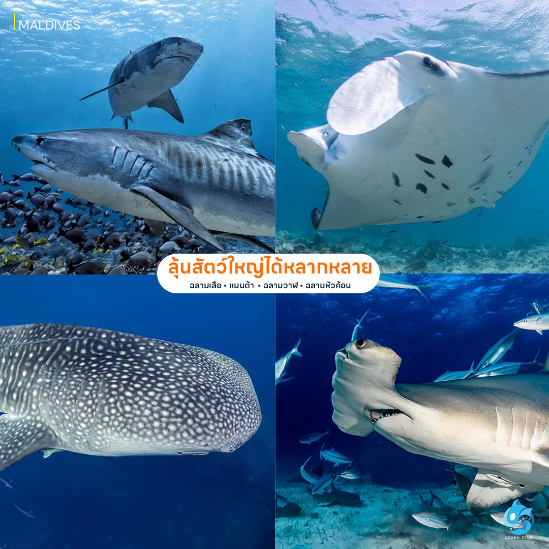ลุ้นสัตว์ใหญ่ได้หลากหลาย ฉลามเสือ แมนต้า ฉลามวาฬ ฉลามหัวค้อน ที่มัลดีฟส์