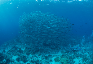 ฝูงปลาสากจำนวนมากที่ไดฟ์ไซต์ Barracuda Kakaban