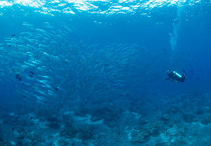 ฝูงปลาสากรวมกลุ่มเป็นพายุหมุนที่ไดฟ์ไซต์ Barracuda Kakaban
