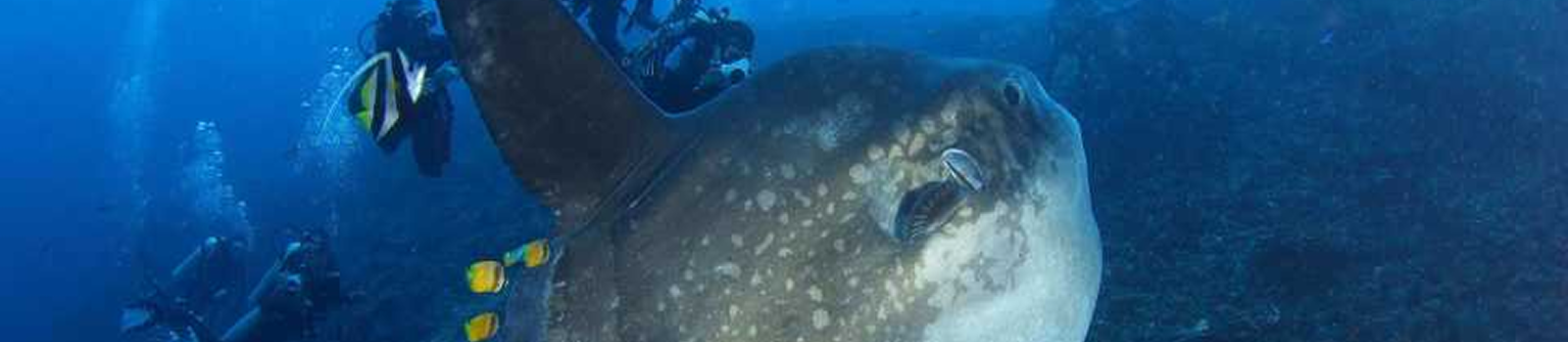 ทริปดำน้ำ Bali เกาะนูซา เลมบองัน อินโดนีเซีย ปลาพระอาทิตย์ Mola Mola และปลากระเบนราหู Manta Ray