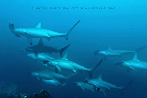 จุดดำน้ำบันดาซี 4