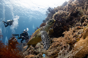 Boo–Yeliet Reef · ภาพที่ 1