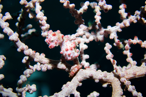 Boo–Yeliet Reef · ภาพที่ 2