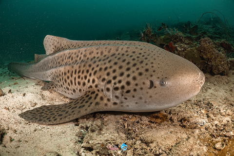 ไดฟ์ 11 จุดดำน้ำ Shark point