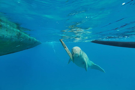กิจกรรม Mawar Show และ Dugong Sightseeing เกาะ Alor ภาพที่ 2