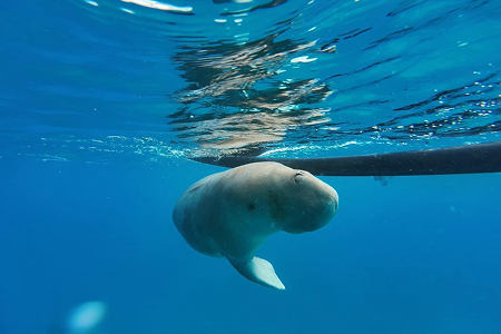 กิจกรรม Mawar Show และ Dugong Sightseeing เกาะ Alor ภาพที่ 1