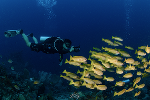 Fiabacet Reef · ภาพที่ 1