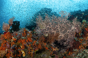 Fiabacet Reef · ภาพที่ 2