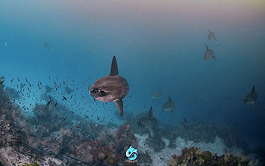 [ภาพตัวอย่าง] กระเบน Mobula ที่ Seymour