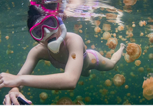 ว่ายน้ำกับแมงกะพรุนไร้พิษที่ Jellyfish Lake
