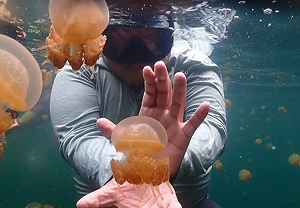 ทะเลสาบแมงกะพรุนไร้พิษ Jellyfish Lake เกาะกากาบัน