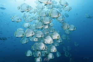 Karawapop–Wayil Area · ภาพที่ 1