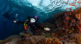 จุดดำน้ำ Batu Bolong เกาะโคโมโด ภาพที่ 2