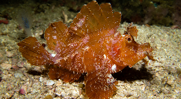 ดำน้ำกลางคืน Wainilu สาย Macro และ Muck Diving ภาพที่ 2