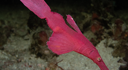 ดำน้ำกลางคืน Wainilu สาย Macro และ Muck Diving ภาพที่ 1