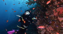 จุดดำน้ำ Batu Bolong เกาะโคโมโด วันสุดท้าย ภาพที่ 1