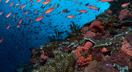 จุดดำน้ำ Batu Bolong เกาะโคโมโด วันสุดท้าย ภาพที่ 2