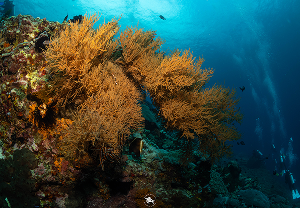 จุดดำน้ำ Mangrove Point เกาะนูซา เปอนิดา ภาพที่ 2