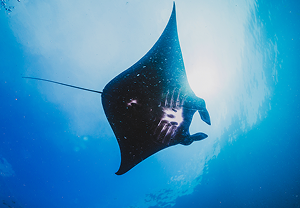 จุดดำน้ำ Manta Point เกาะนูซา เปอนิดา ภาพที่ 1