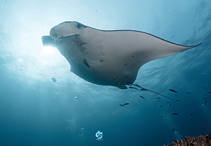 จุดดำน้ำ Manta Point เกาะนูซา เปอนิดา ภาพที่ 2