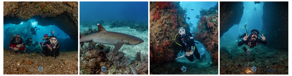 Night dive ที่ Gato Island เกาะ Malapascua
