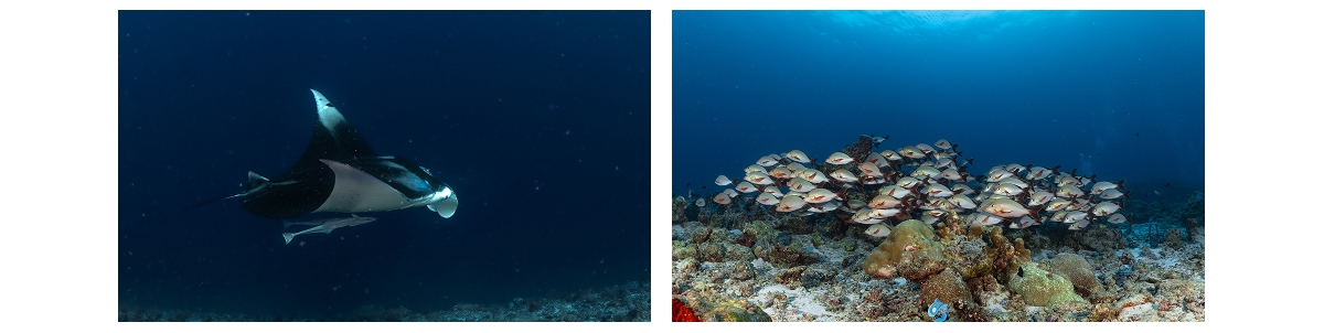 Dhigurah Arches dive site, South Ari Atoll, Maldives