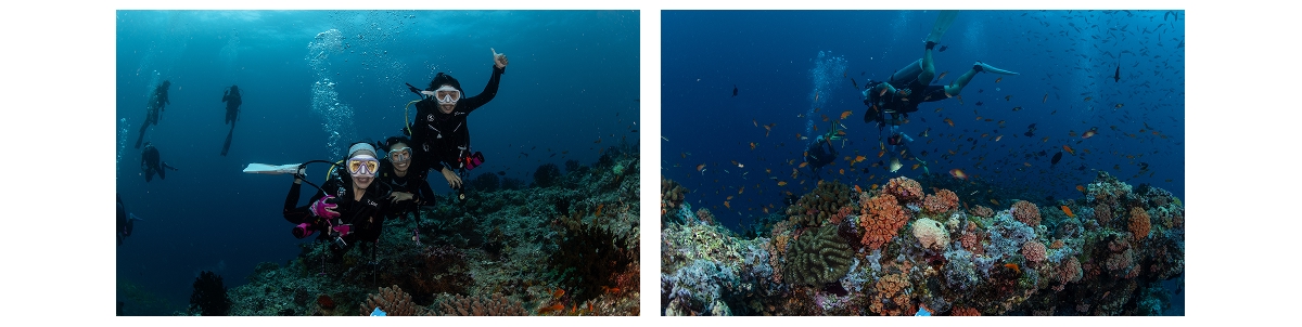 Villamendhu Thila dive site, South Ari Atoll, Maldives