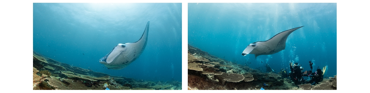 Dive 11 at Dhangethi, South Ari Atoll, Maldives