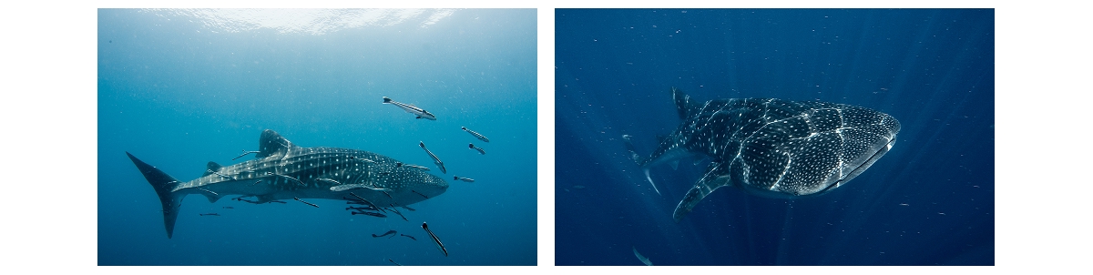 7 Heavens dive site, South Ari Atoll, Maldives
