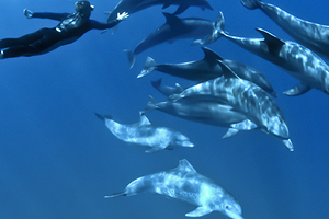 Misool Dolphin Dive · ภาพที่ 1