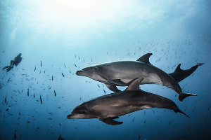 Misool Dolphin Dive · ภาพที่ 2